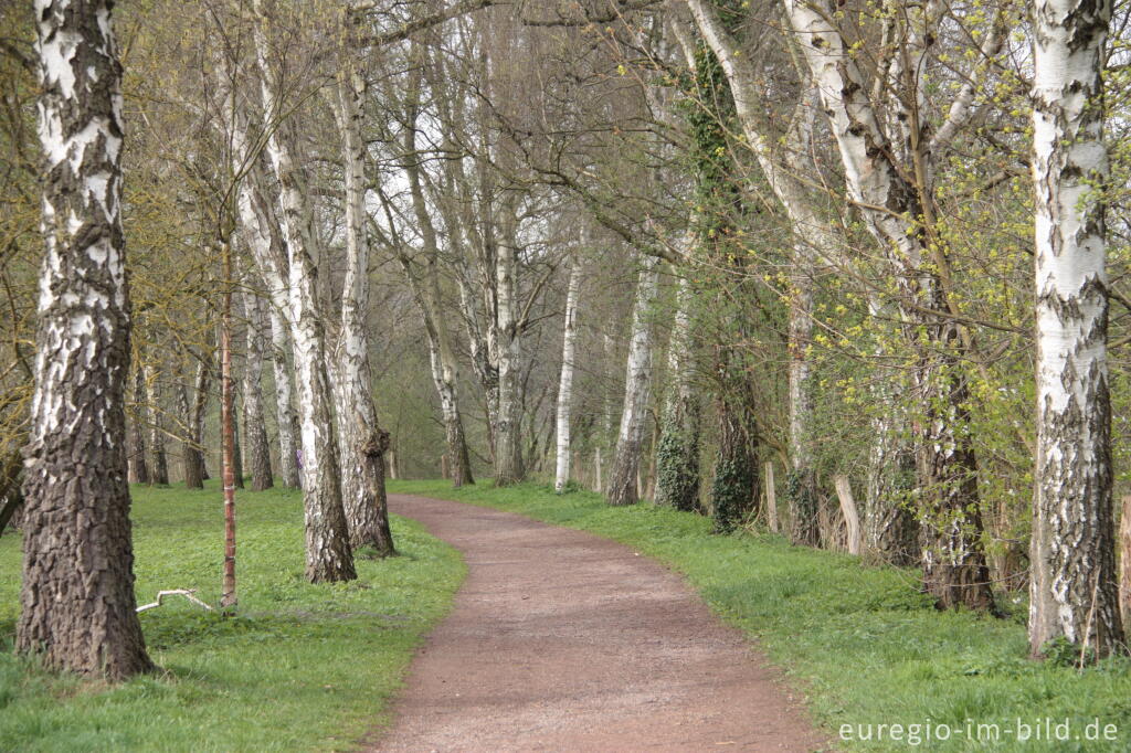 Detailansicht von Birkenalle, von-Halfern-Weg in Aachen-Ronheide 