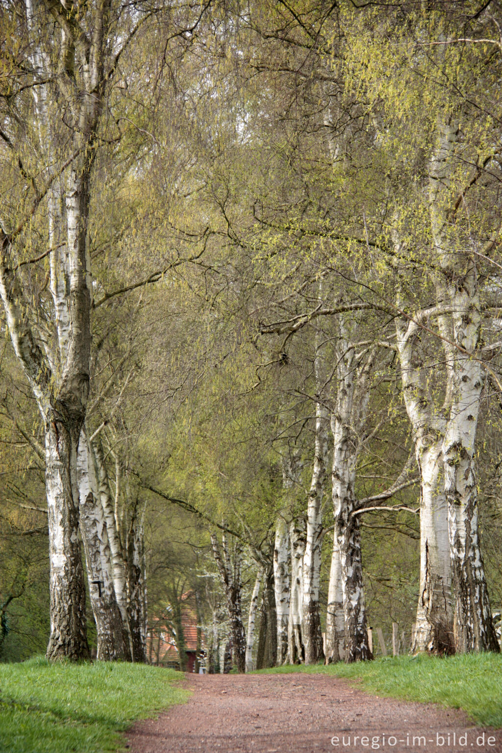 Detailansicht von Birkenalle, von-Halfern-Weg in Aachen-Ronheide