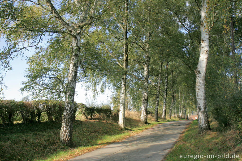 Detailansicht von Birkenallee, Schloss Ottenfeld