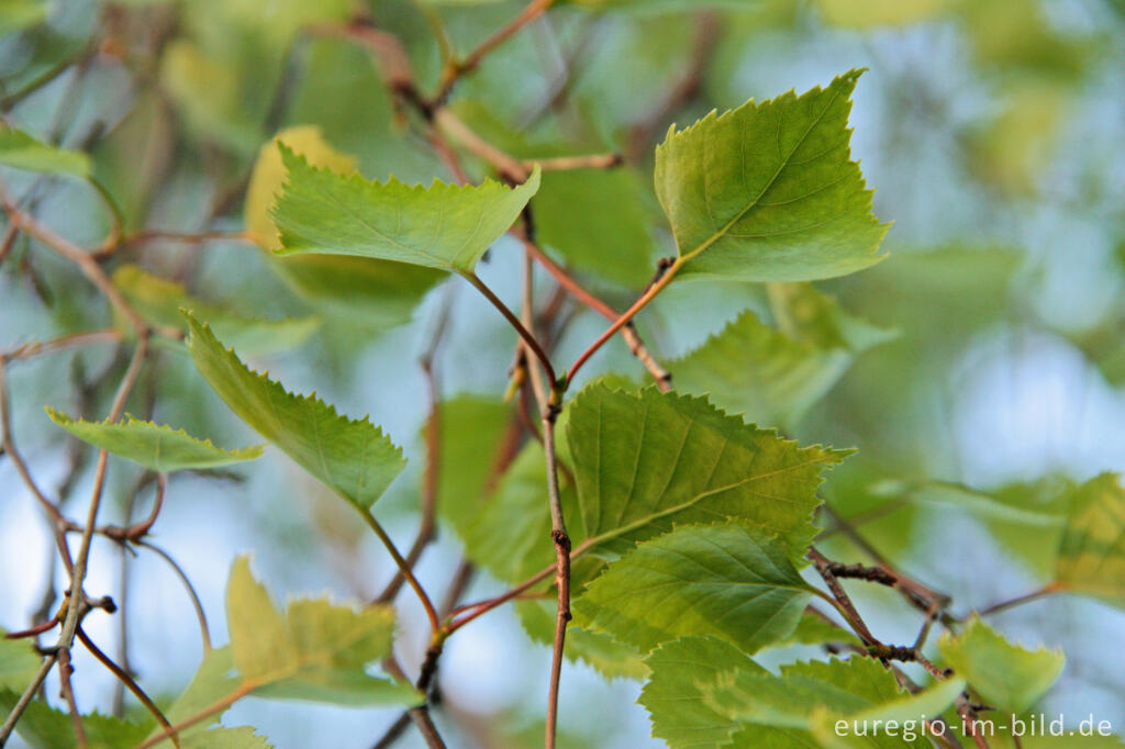 Detailansicht von Birkenlaub im April