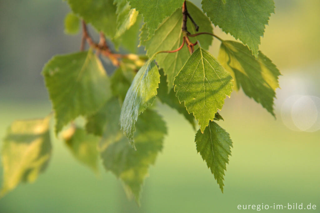 Detailansicht von Birkenlaub im April