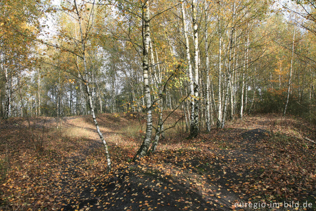 Detailansicht von Birkenwald auf der Halde Adolf, Herzogenrath Merkstein