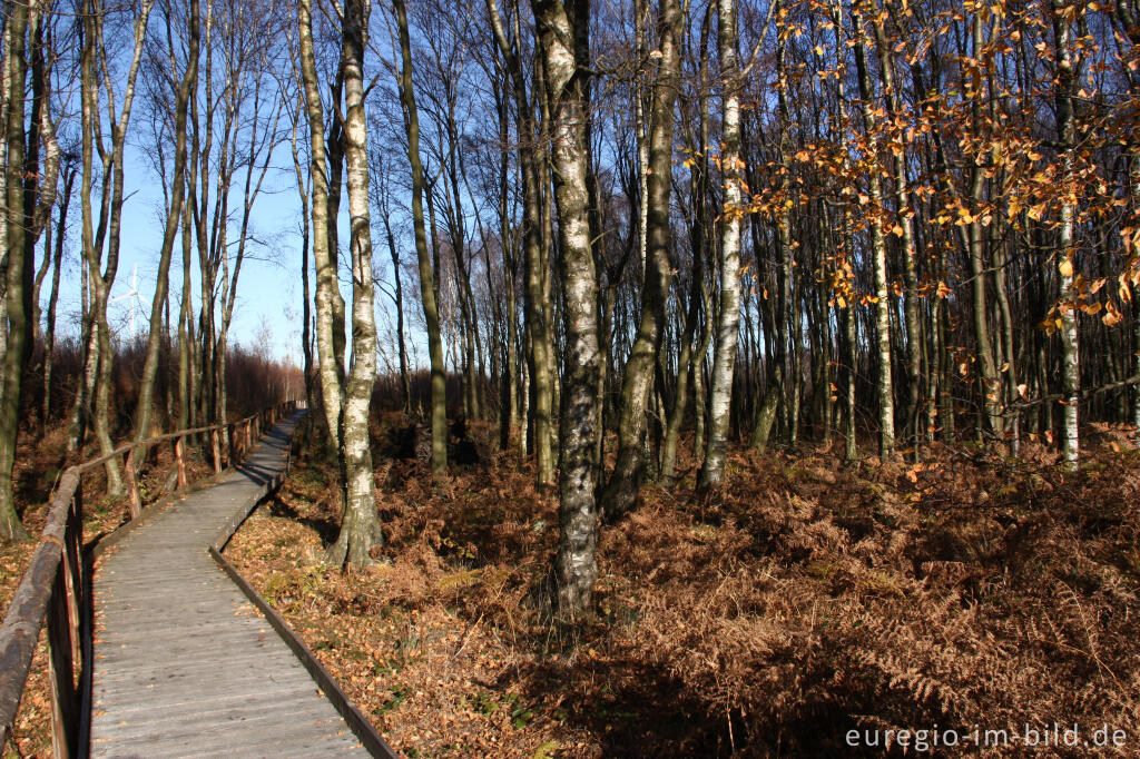 Detailansicht von Birkenwald im Todtenbruch bei Hürtgenwald