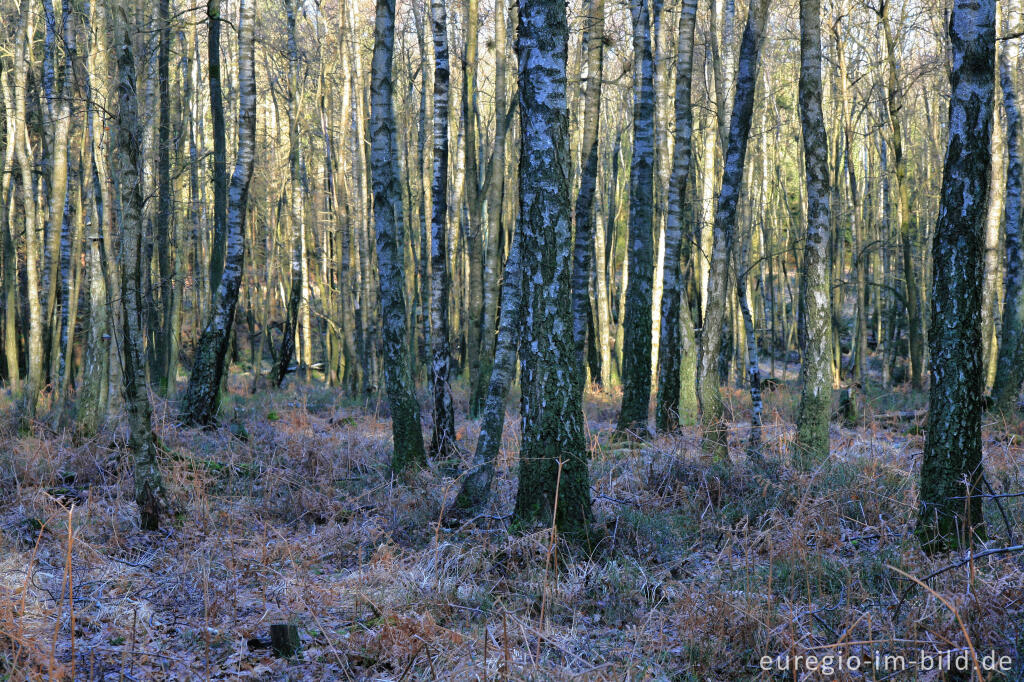 Detailansicht von Birkenwald, Münsterwald, Nordeifel