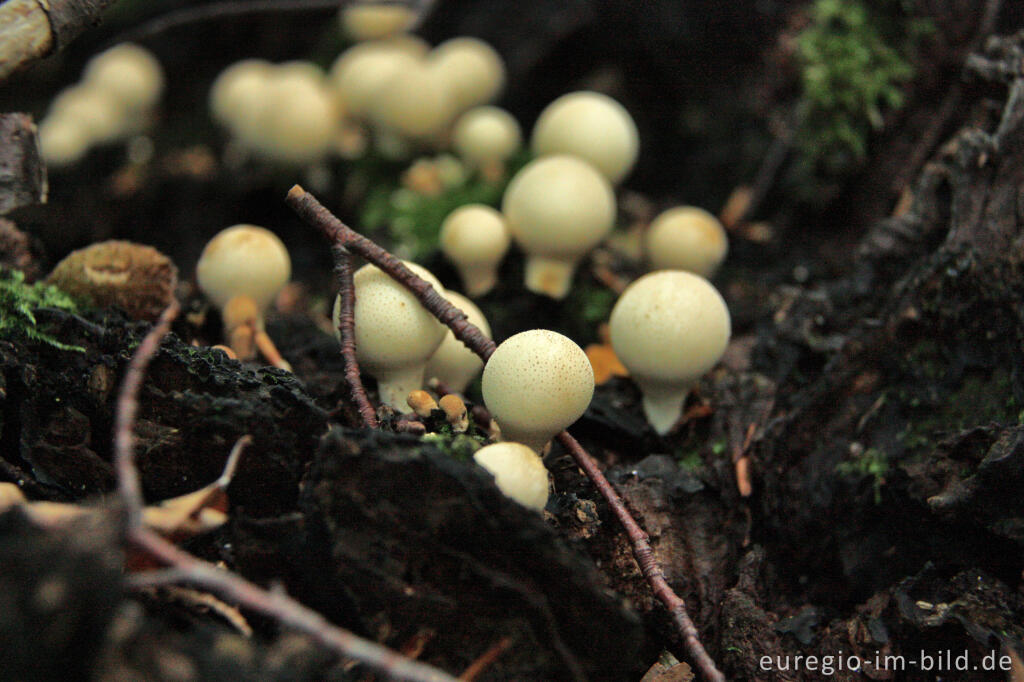 Detailansicht von Birnenstäublinge, Lycoperdon pyriforme, auf Totholz