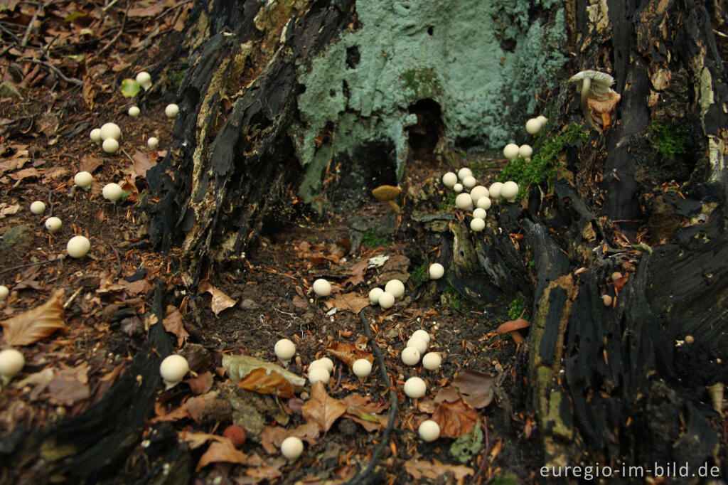 Detailansicht von Birnenstäublinge, Lycoperdon pyriforme, auf Totholz