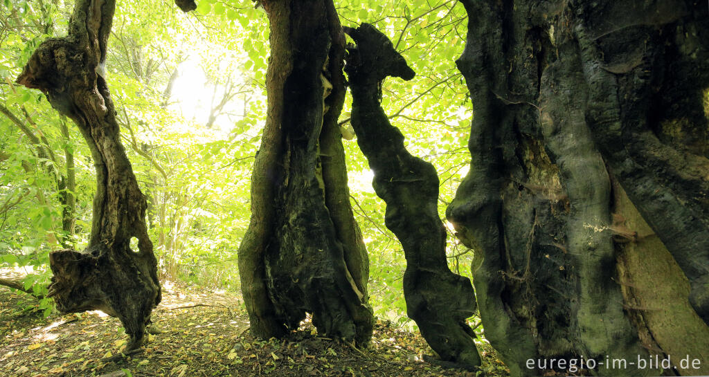 Bizarr, ausgehöhlt, aber immer noch vital: Linde in der Baumallee von Bassenheim zum Karmelenberg