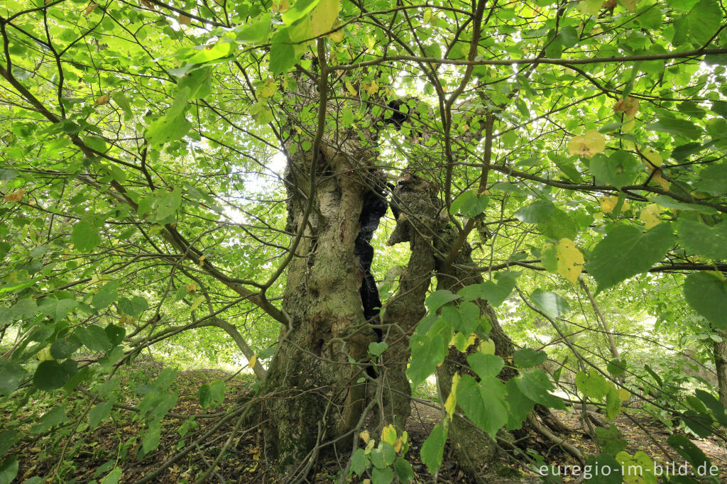 Detailansicht von Bizarr, ausgehöhlt, aber immer noch vital: Linde in der Baumallee von Bassenheim zum Karmelenberg