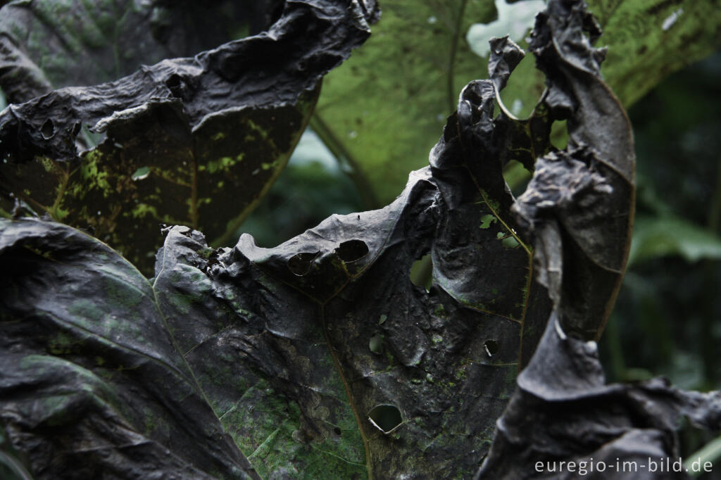 Detailansicht von Blätter der Pestwurz, Petasites, im Herbst