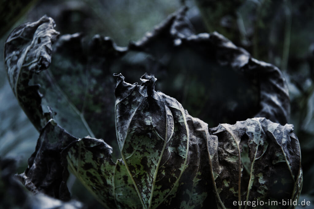 Detailansicht von Blätter der Pestwurz, Petasites, im Herbst