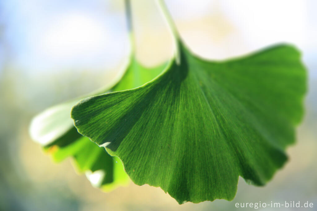 Detailansicht von Blätter des Ginkgo, Ginkgo biloba