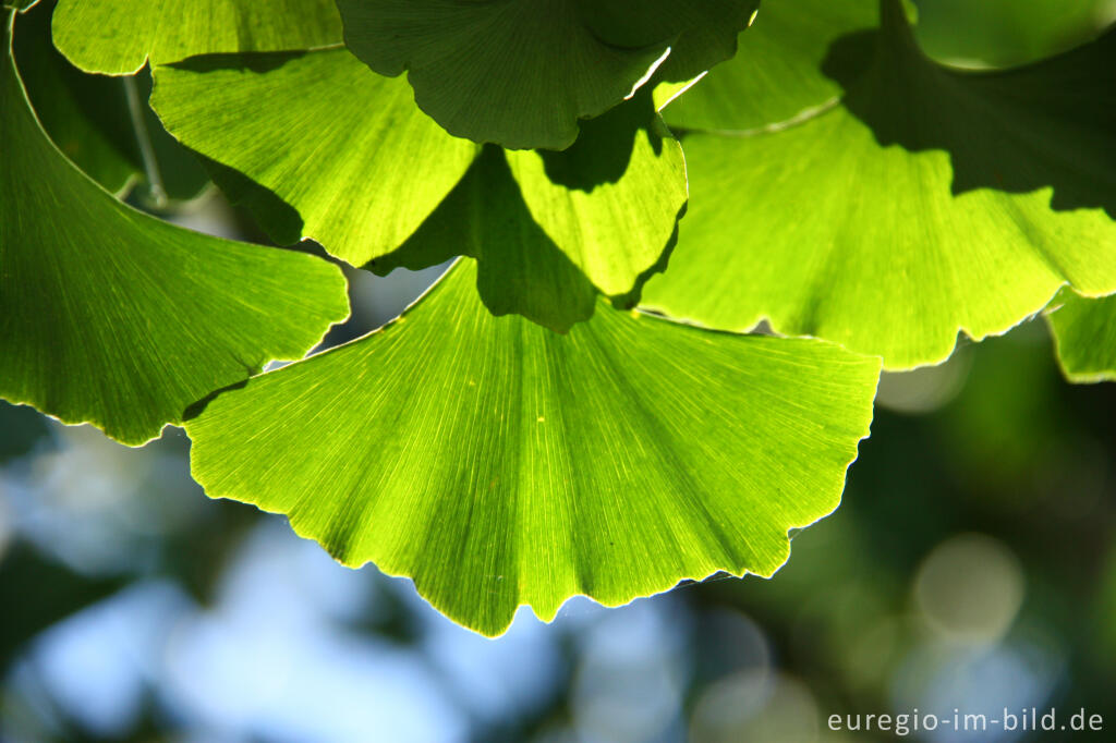 Detailansicht von Blätter des Ginkgo, Ginkgo biloba