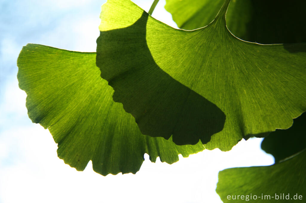 Detailansicht von Blätter des Ginkgo, Ginkgo biloba