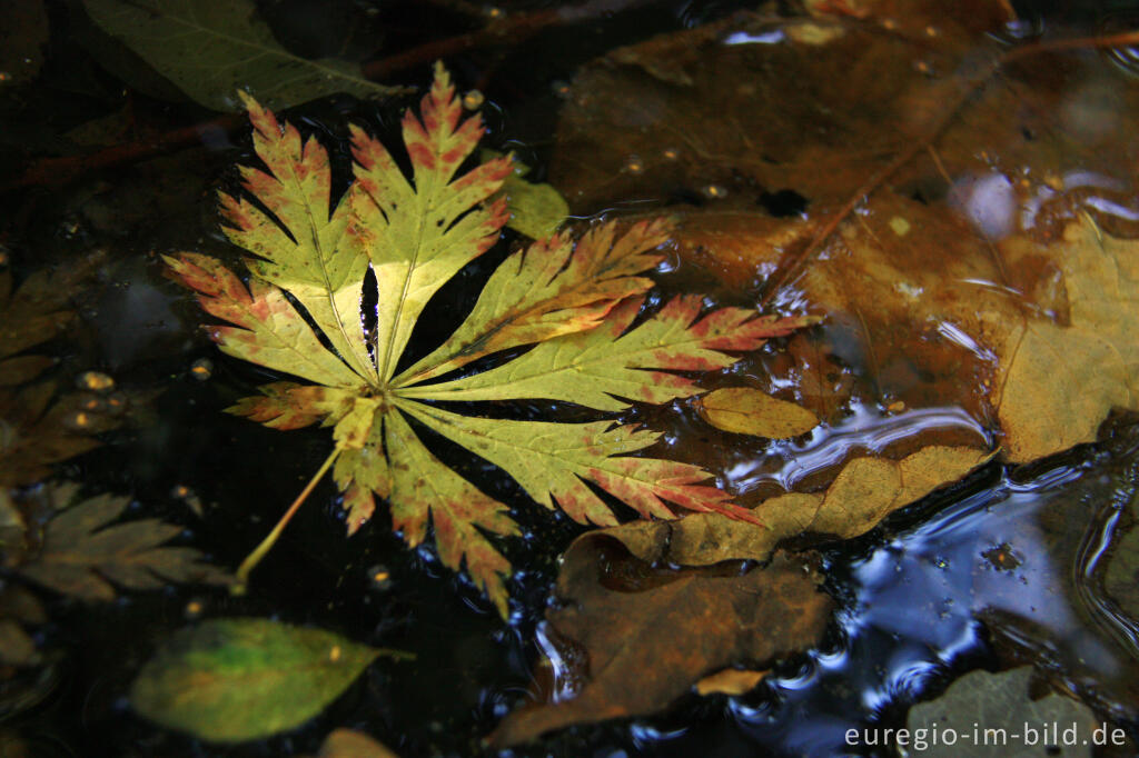 Detailansicht von Blatt des Fächer-Ahorn, Acer palmatum, Hortus Dialogus