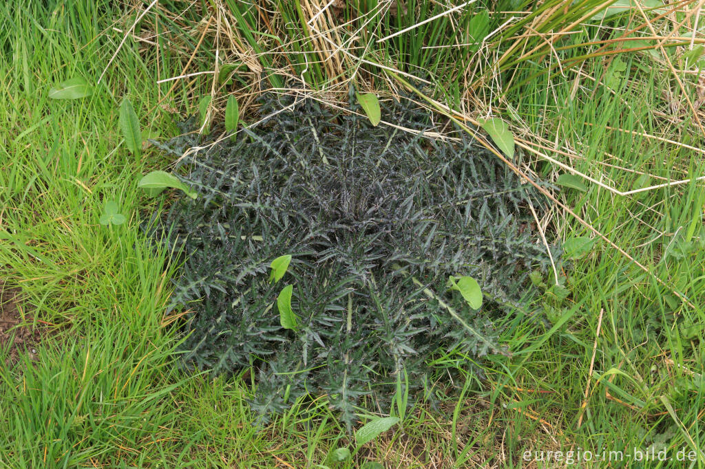 Detailansicht von Blattrosette der Sumpf-Kratzdistel (Cirsium palustre)