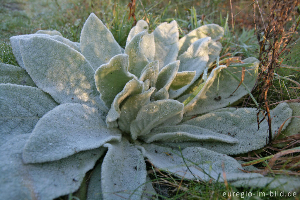 Detailansicht von Blattrosette einer Königskerze beim Blausteinsee