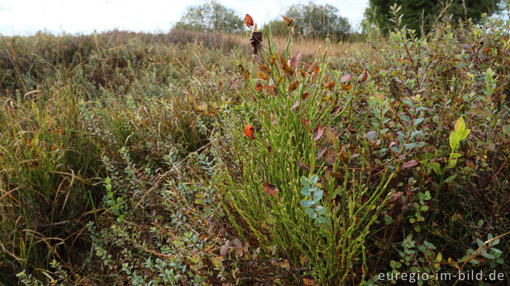 Detailansicht von Blaubeeren und Rauschbeeren im Steinley-Venn