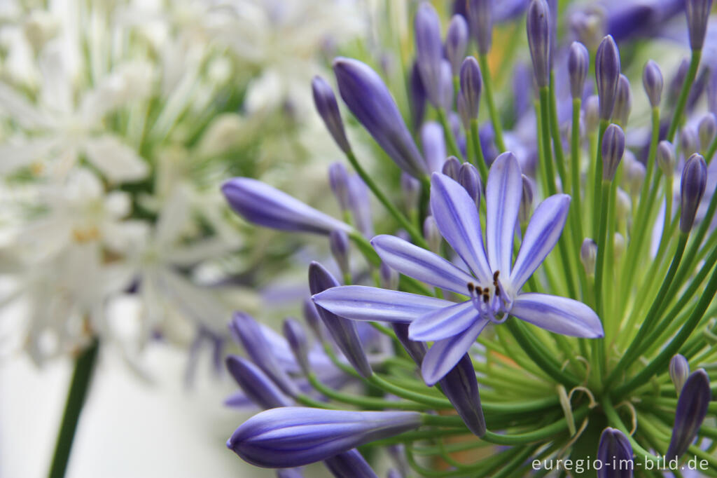 Detailansicht von Blaue und weiße Blüte einer immergrünen Schmucklilie, Agapanthus