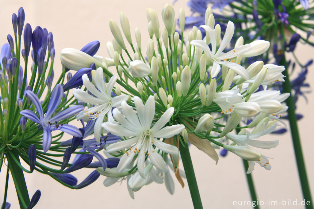 Detailansicht von blaue und weiße Blüten einer immergrünen Schmucklilie, Agapanthus