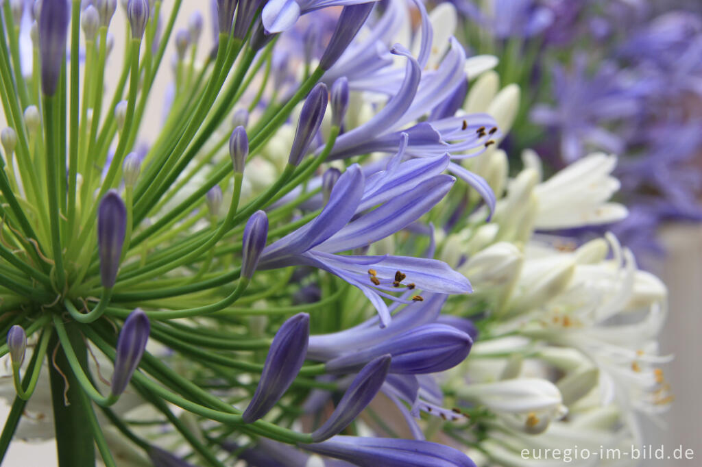 Detailansicht von Blaue und weiße Blüten einer immergrünen Schmucklilie