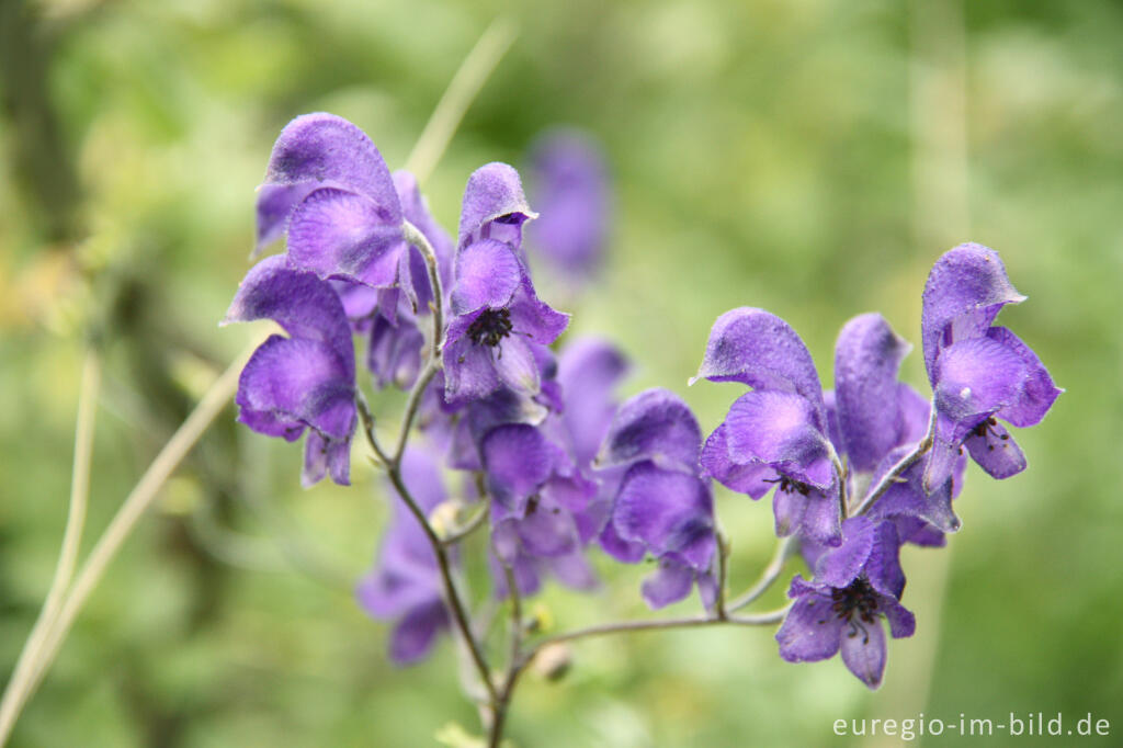 Detailansicht von Blauer Eisenhut, Aconitum napellus