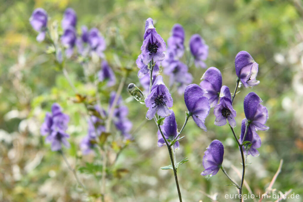 Detailansicht von Blauer Eisenhut, Aconitum napellus