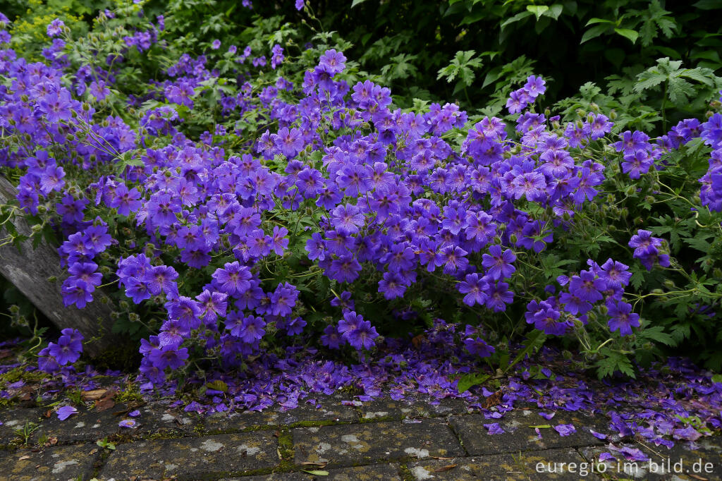 Detailansicht von Blaues Blütenmeer aus Geranium im "Garten der Sinne" 