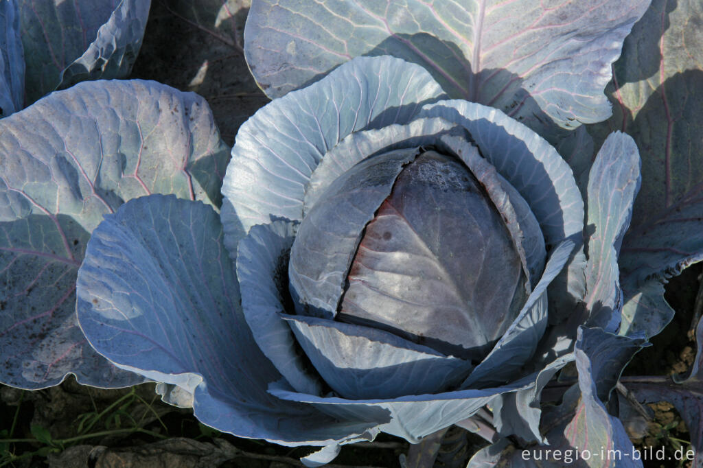 Detailansicht von Blaukraut, Rotkraut