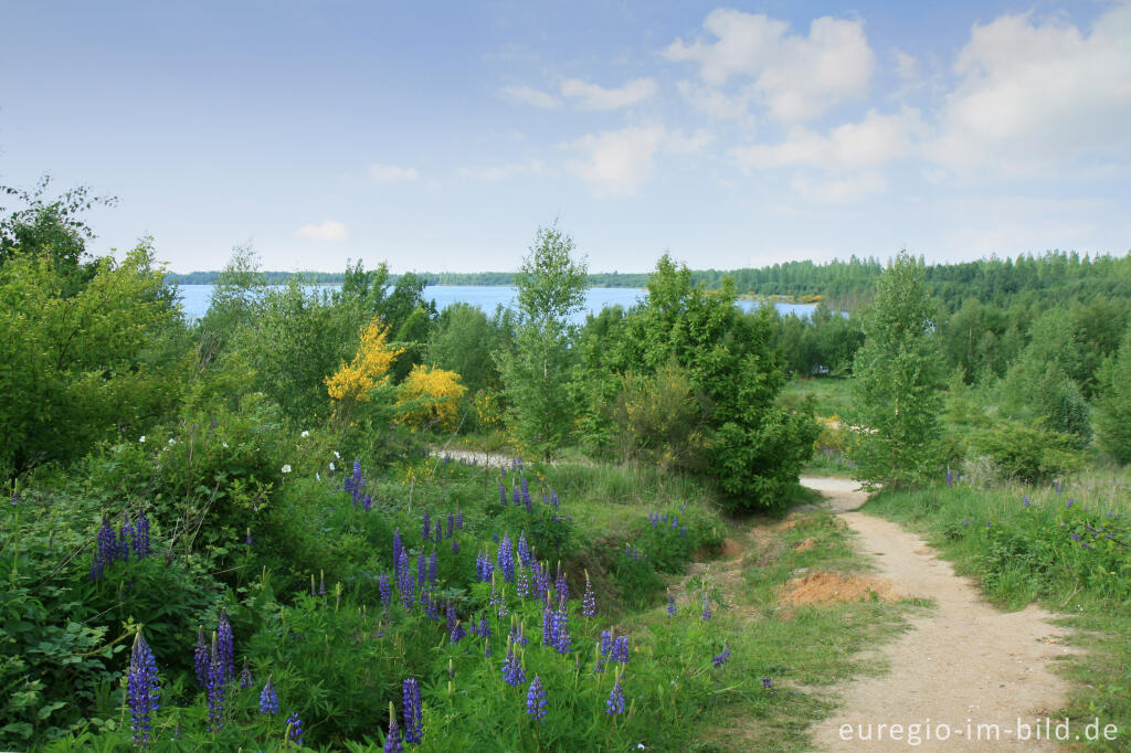 Detailansicht von Blausteinsee bei Eschweiler