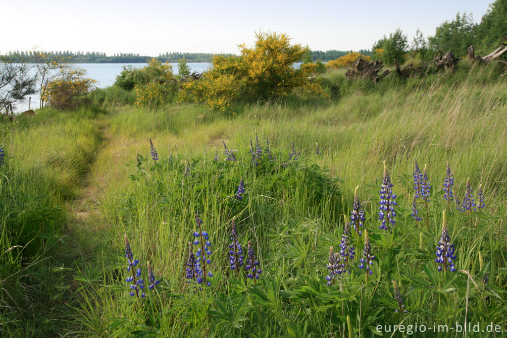 Detailansicht von Blausteinsee bei Eschweiler