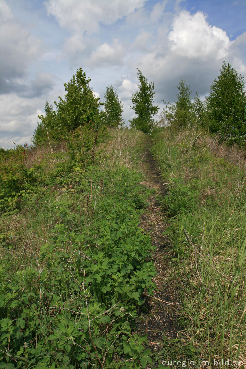 Detailansicht von Blick von der Bergehalde Wilsberg