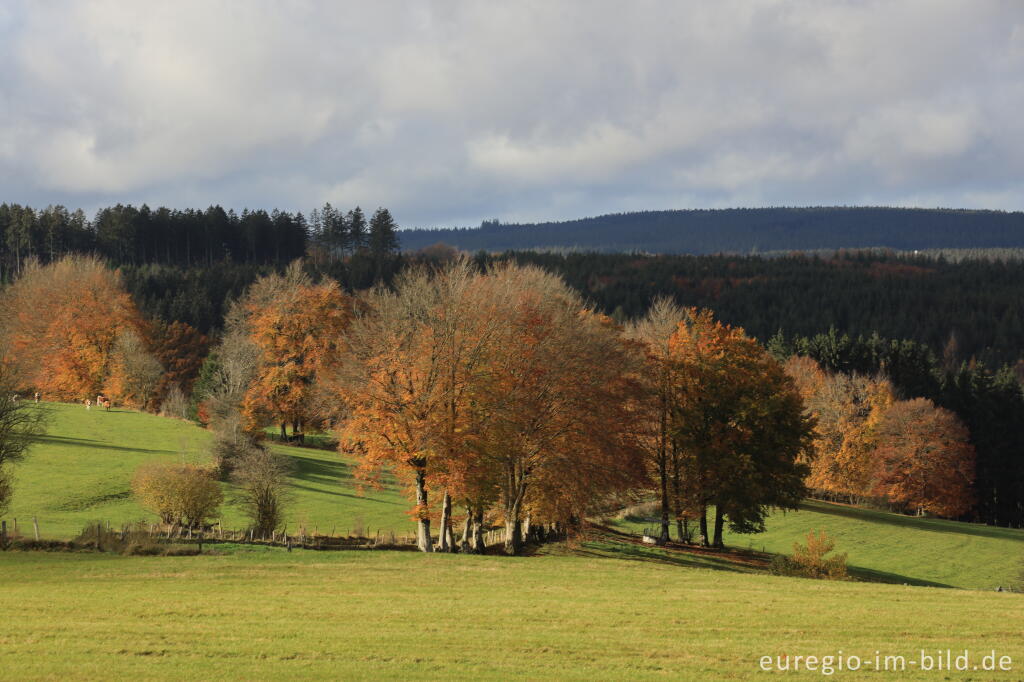 Detailansicht von Blick von Monschau-Höfen, Alter Weg, über das Rurtal nach Westen