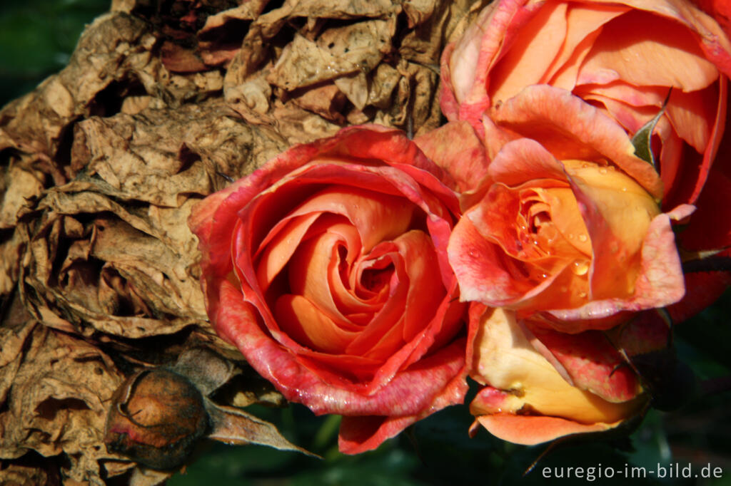 Detailansicht von Blühen und Verblühen, Rosengarten  des Hortus Dialogus