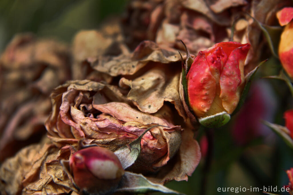 Detailansicht von Blühen und Verblühen, Rosengarten  des Hortus Dialogus