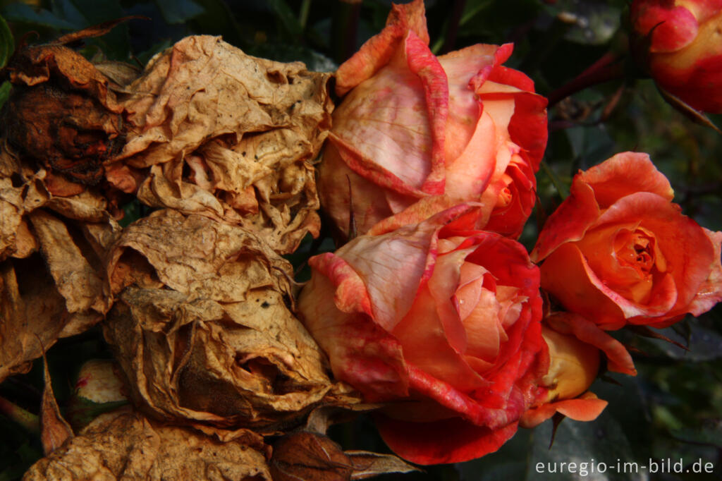 Detailansicht von Blühen und Verblühen, Rosengarten  des Hortus Dialogus