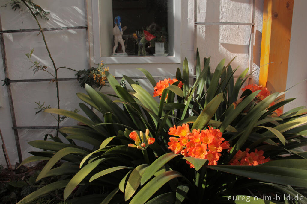 Detailansicht von Blühende Clivia (Riemenblatt) in einem Wintergarten