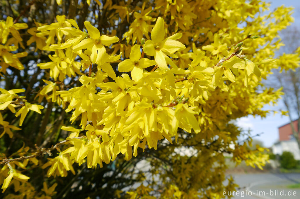 Detailansicht von Blühende Forsythie