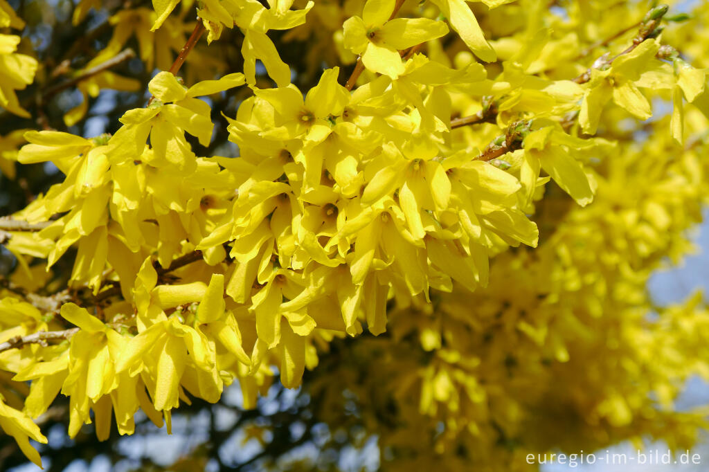 Detailansicht von Blühende Forsythie