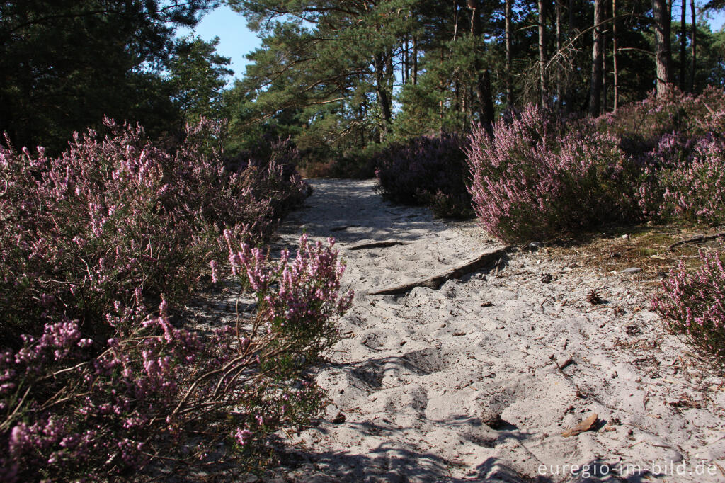 Detailansicht von Blühende Heide in der Brunssummerheide