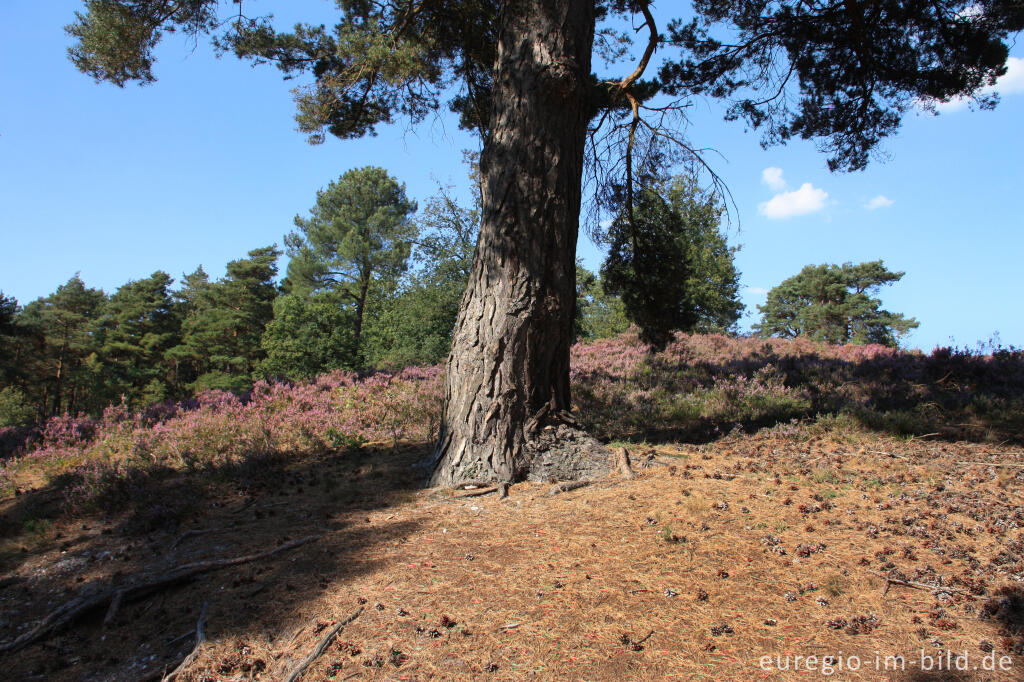 Detailansicht von Blühende Heide in der Brunssummerheide