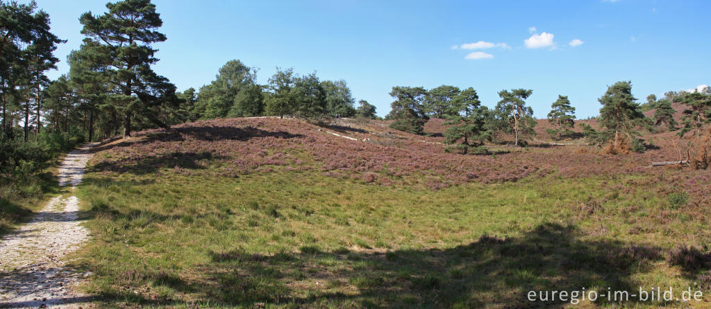 Detailansicht von Blühende Heide in der Brunssummerheide