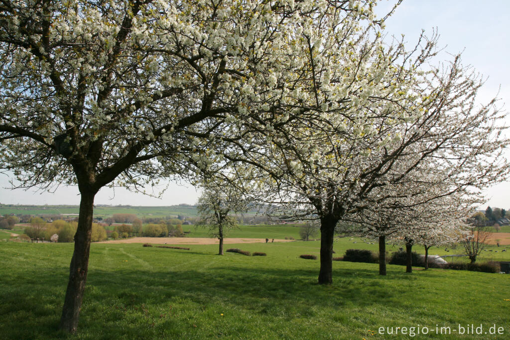 Detailansicht von Blühende Kirschbäume