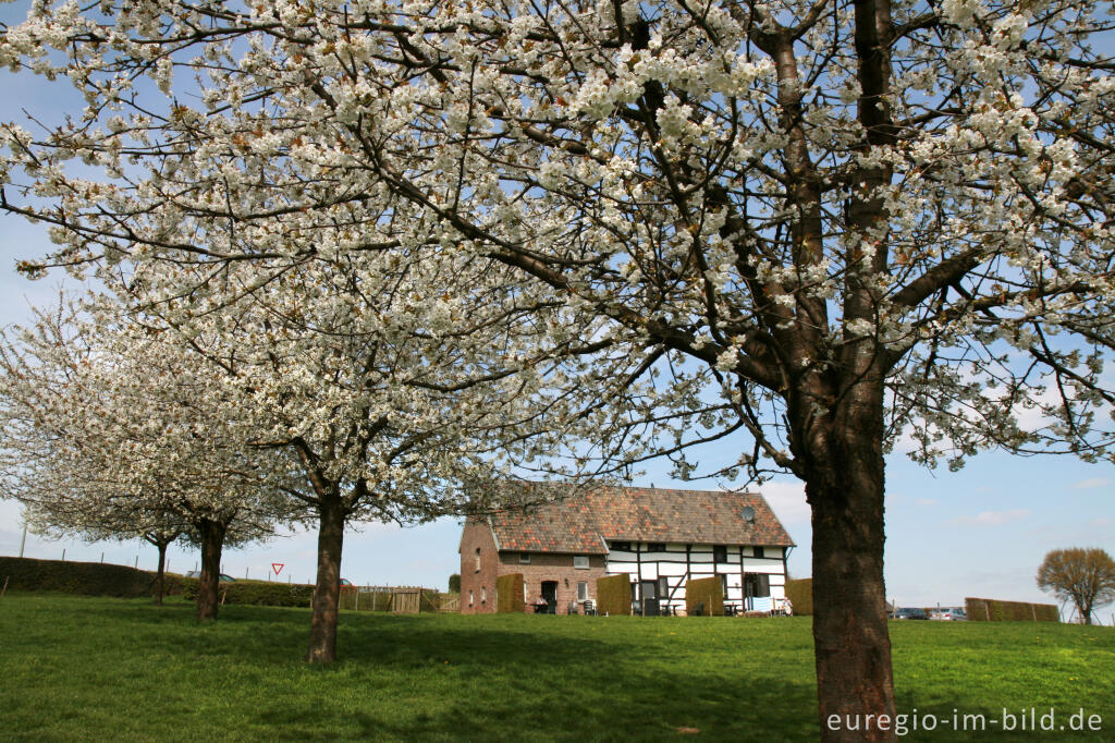 Detailansicht von Blühende Kirschbäume