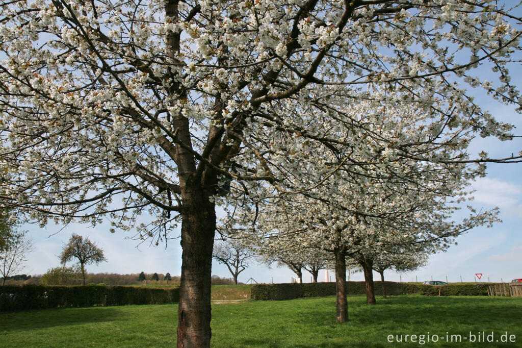 Detailansicht von Blühende Kirschbäume