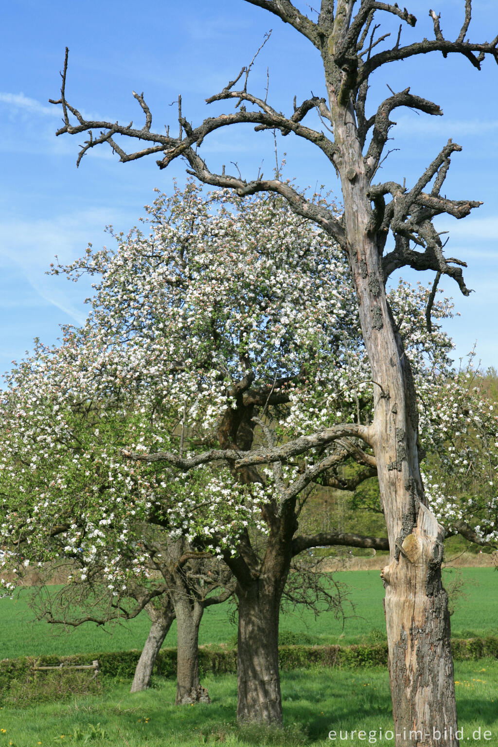 Detailansicht von Blühende Obstbäume bei Camerig