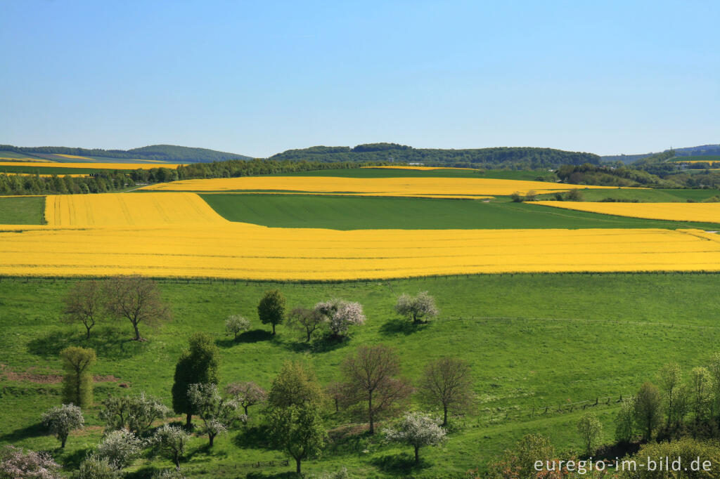 Detailansicht von Blühende Rapsfelder in der Vulkaneifel