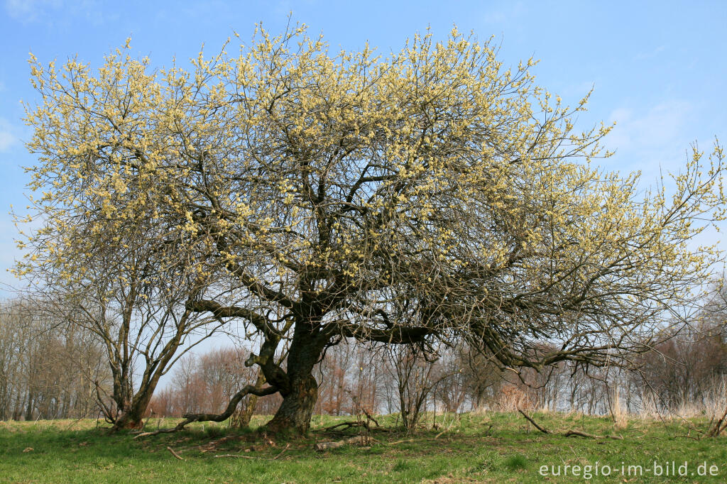 Detailansicht von Blühende Salweide (Salix caprea)