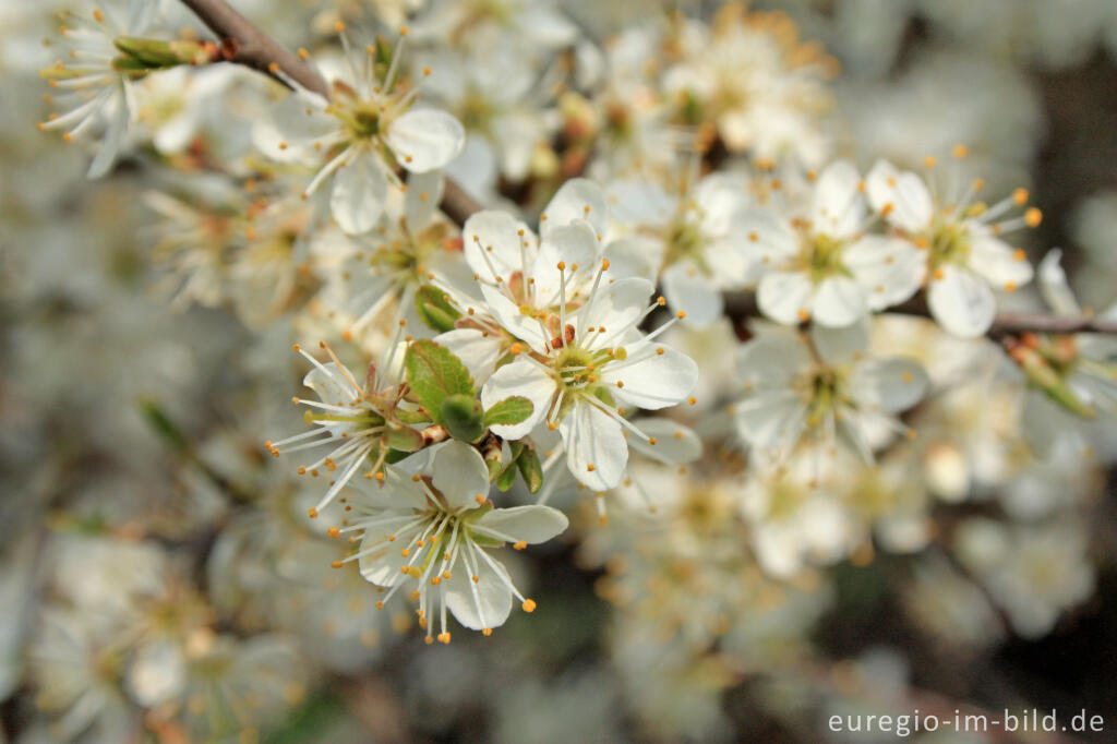 Detailansicht von Blühende Schlehe, Prunus spinosa