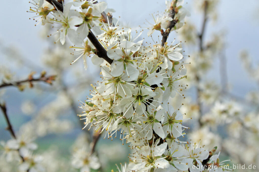 Detailansicht von Blühende Schlehe, Prunus spinosa