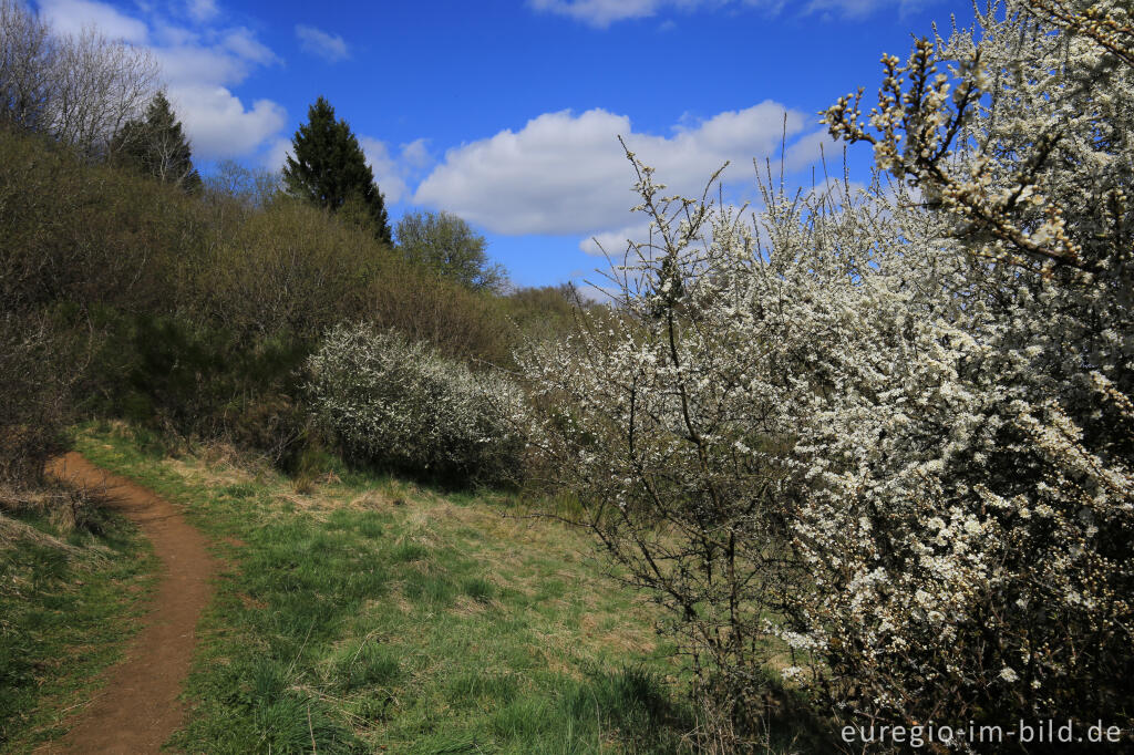 Detailansicht von Blühende Schlehen auf dem Gerolsteiner Felsenpfad